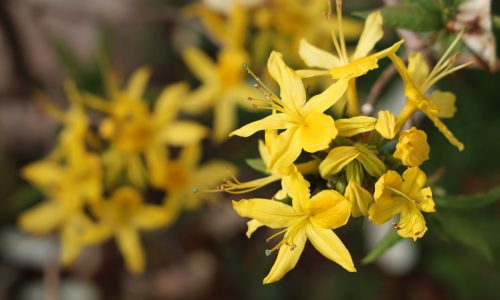 A closeup shot of beautiful azalea flowers in a garden