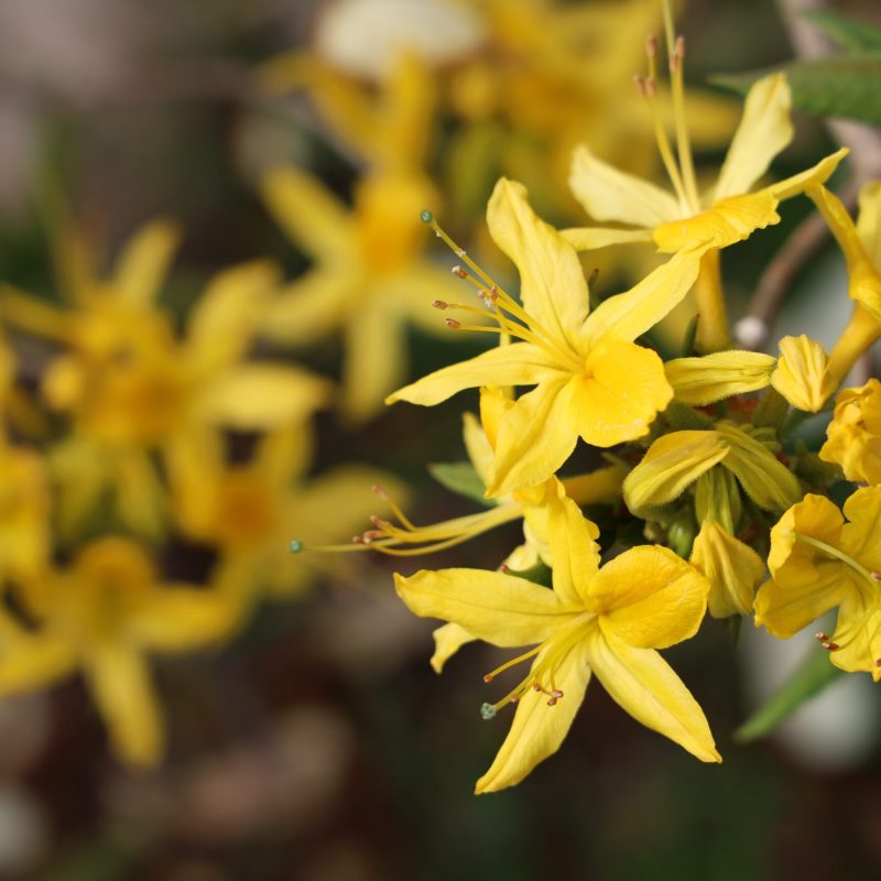 A closeup shot of beautiful azalea flowers in a garden